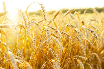 Wheat field. Ears of golden wheat. Beautiful Sunset Landscape. Background of ripening ears. Ripe...