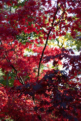An arboretum is great place to experience bright, warm autumn (fall) colours in England