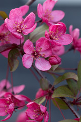 Crabapple tree branch with blooming flowers