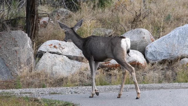 A Mule Deer Doe walks along a roadside. Camera following.
