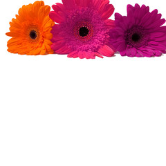 gerbera orange, pink, purple flowers isolated on a white background.