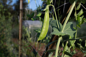 Growing single pea pod and vine, early morning dew, horizontal aspect