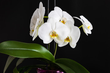 White orchid with leaf isolated on black background