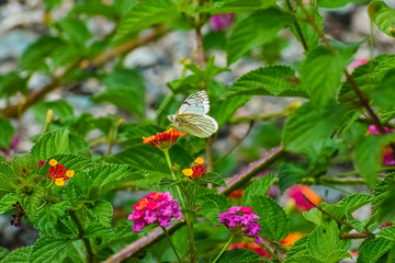 Butterfly with collected whitish wings, resting calmly on a multicolored Lantana flower. Daytime butterfly perched on a flower