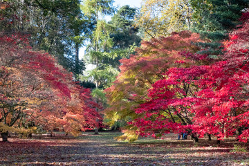 An arboretum is great place to experience bright, warm autumn (fall) colours in England