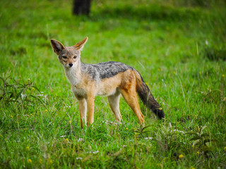 Front view of an East African black-backed jackal (Canis mesomelas schmidti) posing in Serengeti Nationalpark