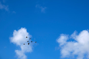 A flock of ducks flies against the blue sky with clouds.