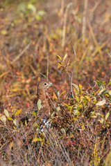 Willow Ptarmigan in Autumn in Denali National Park Alaska