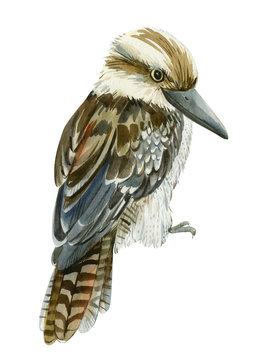 recommend clip art: tropical kookaburra birds, kingfisher on a white isolated background, watercolor illustration, hand drawing