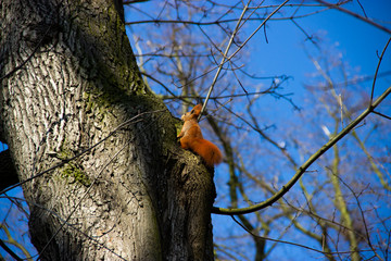 a curious squirrel runs through the trees in the park in spring
