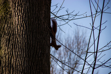 a curious squirrel in the shadow of the tree in the park during spring