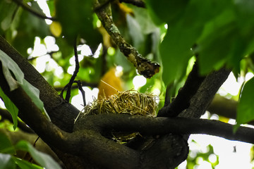 Side view of a bird's nest on tree branches