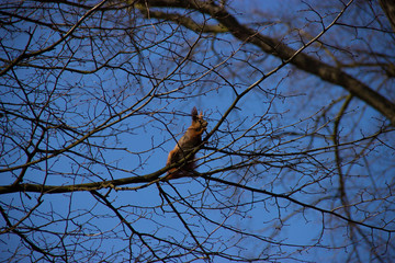 a curious squirrel runs through the trees in the park in spring
