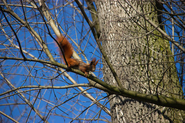 a curious squirrel runs through the trees in the park in spring
