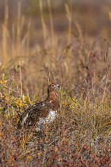 Willow Ptarmigan in Autumn in Denali National Park Alaska