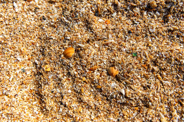 Background of seashells. Shelly beach