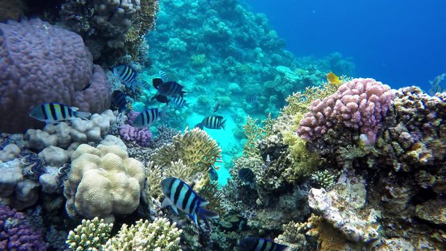 Ocean. Underwater life in the ocean. Colorful corals and fish.