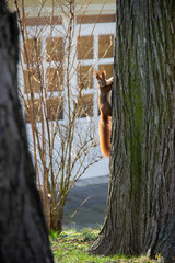 a curious squirrel hang on the tree in the park