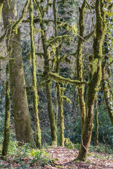 Relict trees in the yew and boxwood grove of the Caucasian Biosphere Reserve in the winter