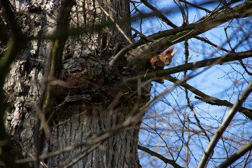 curious red squirrel 