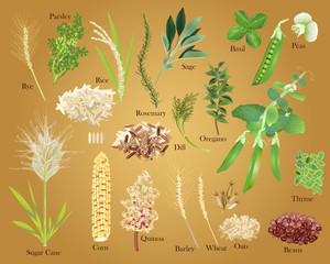 Photo-Realistic Grains, Legumes and Herbs Vector Kit - Isolated and arrangeable for print, web, apps, media