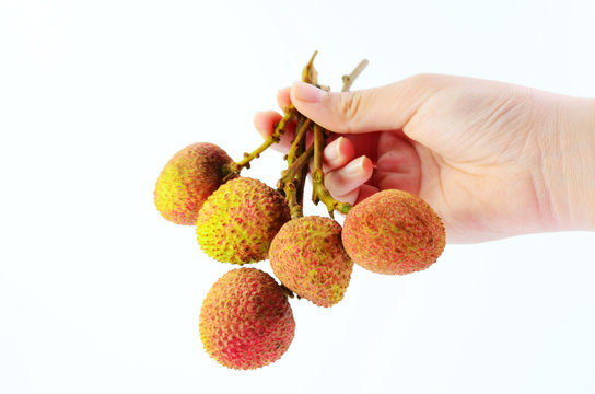 Holding fresh lychees on a white background