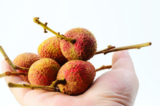 Holding fresh lychees on a white background
