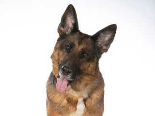 German shepherd dog portrait in a studio with white background. Adult dog isolated on white. The dog is turning head funny.