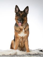 German shepherd dog portrait in a studio with white background. Adult dog isolated on white.