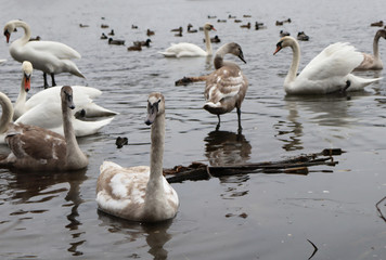 Flock of swans in shallow water