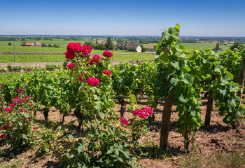 Fototapeta na wymiar rosier dans les vignes
