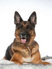 German shepherd dog portrait in a studio with white background. Adult dog isolated on white.