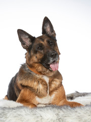German shepherd dog portrait in a studio with white background. Adult dog isolated on white. The dog is turning head funny.