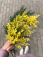The girl holds in her hand a bouquet of fluffy yellow mimosa. Spring flowers for loved ones.