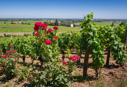 rosier dans les vignes