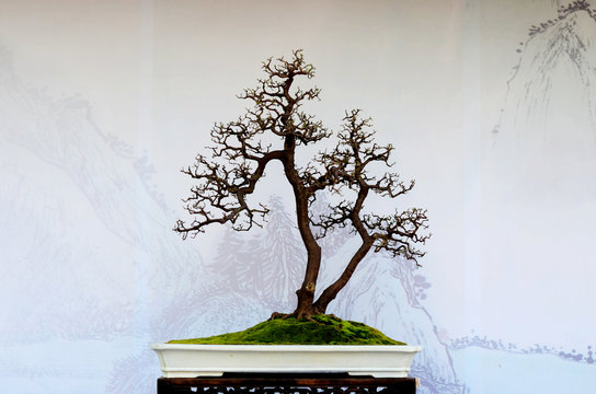 Bonsai of stump art in the background of Chinese style