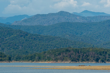 Wild elephant family Beautiful scenery picturesque landscape with scenic view of Ramganga River, clouds, mountain and hills of dhikala zone at jim corbett national or tiger reserve, Uttarakhand, India