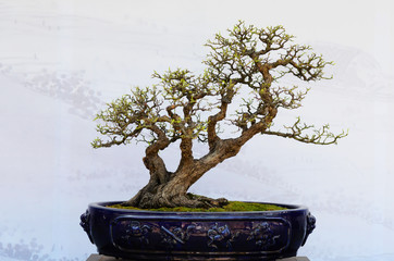 Bonsai of stump art in the background of Chinese style