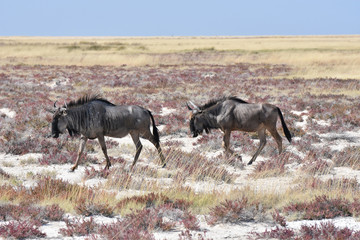 Blue wildebeest at Etosha National Park, Namibia