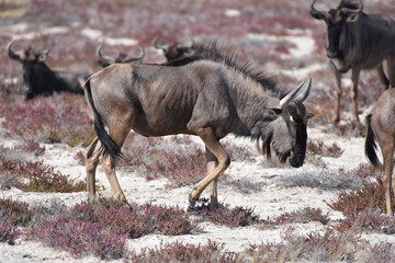 Blue wildebeest at Etosha National Park, Namibia