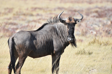 Naklejka na ściany i meble Blue wildebeest at Etosha National Park, Namibia