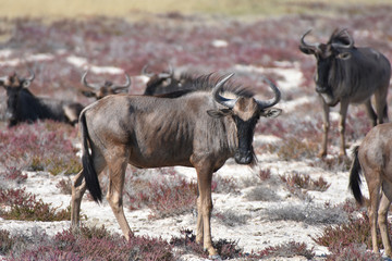 Blue wildebeest at Etosha National Park, Namibia