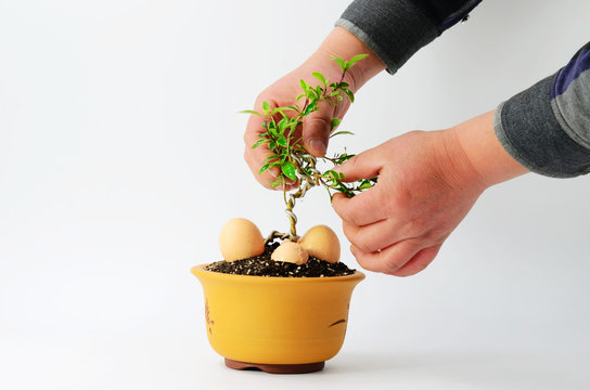 Bonsai shape maintenance on indoor white background