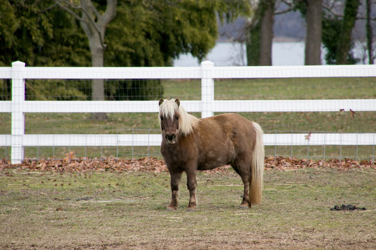 A Fat Shetland Pony In A Corral