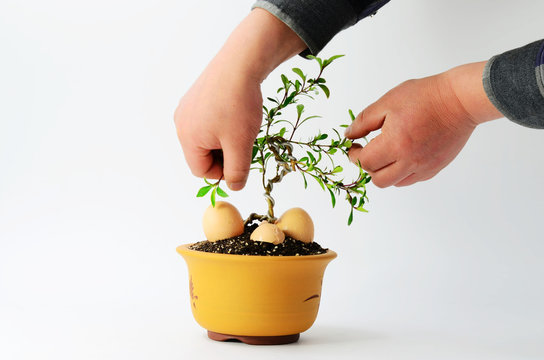 Bonsai shape maintenance on indoor white background