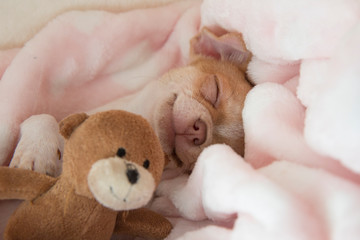 Mini chihuahua puppy sleeping in his bed. Puppy age two months.