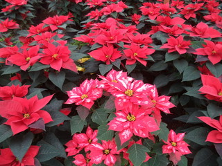 Flor de navidad mexicana