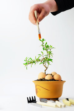 Maintain bonsai on a white background
