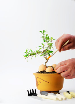 Bonsai shape maintenance on indoor white background