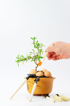 Maintain bonsai on a white background